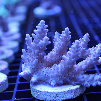 Acropora - Assorted A Grade