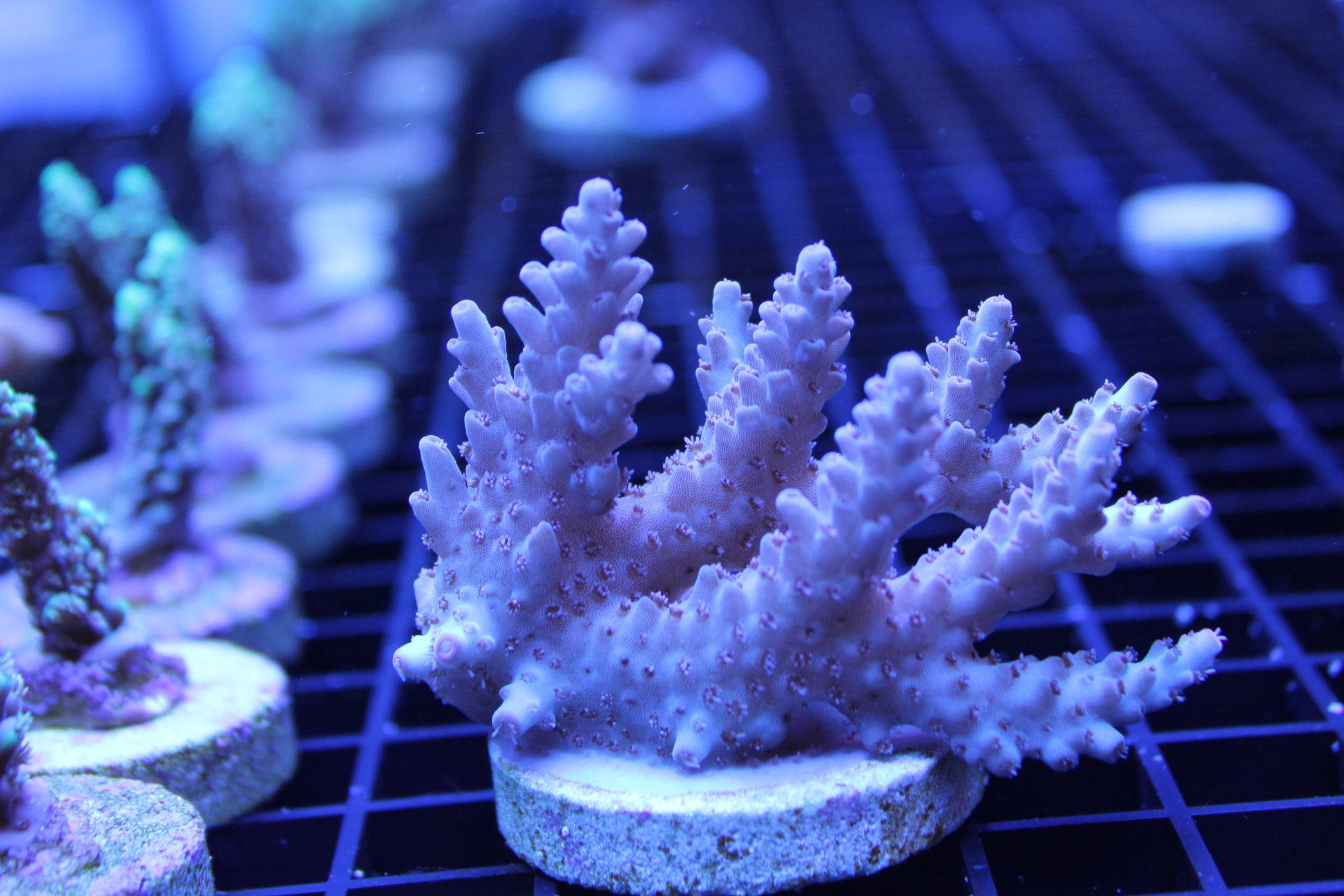 Acropora - Assorted A Grade