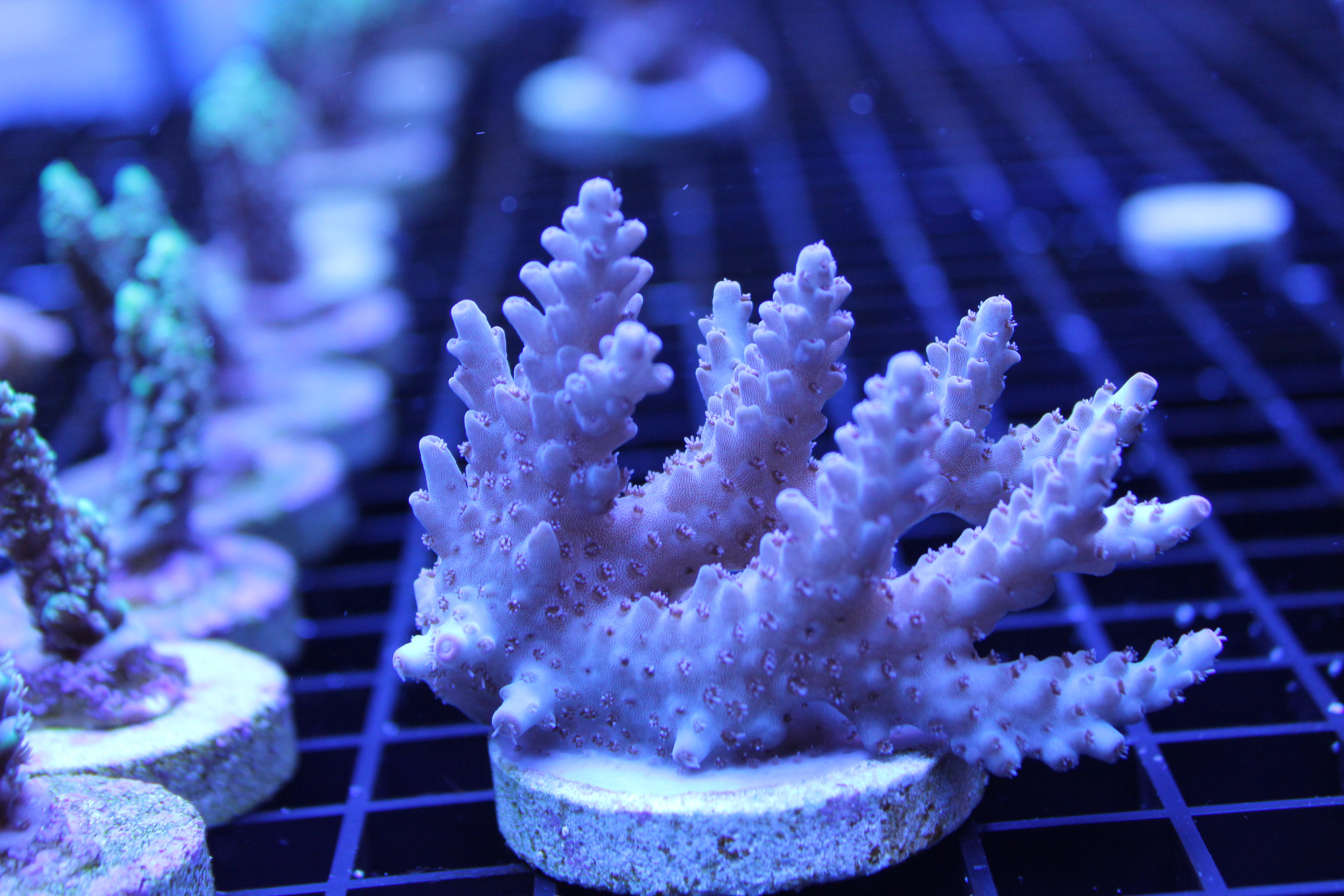 Acropora - Assorted A Grade