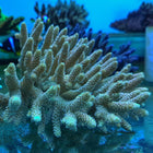 Acropora - Assorted Ultra Grade