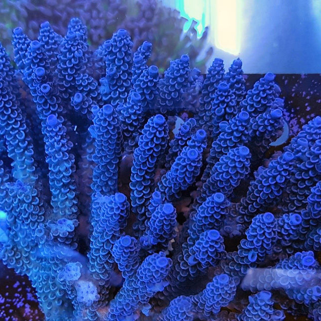 Acropora - Assorted Ultra Grade