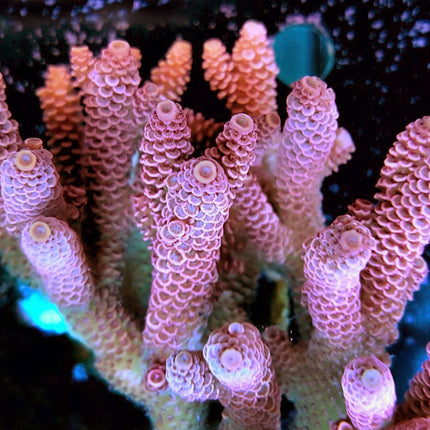 Acropora - Assorted Ultra Grade