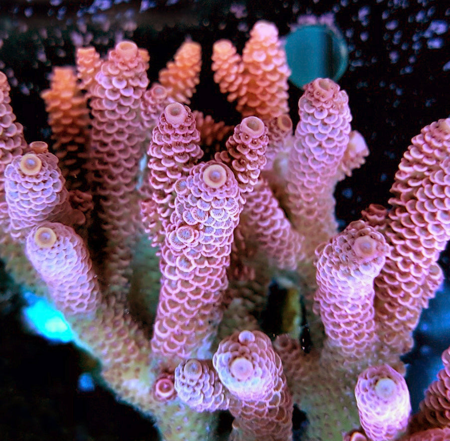 Acropora - Assorted Ultra Grade