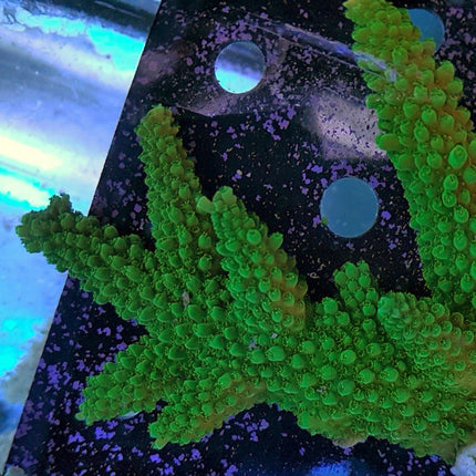 Acropora - Assorted Ultra Grade