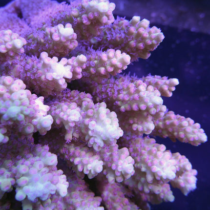 Acropora - Assorted Ultra Grade