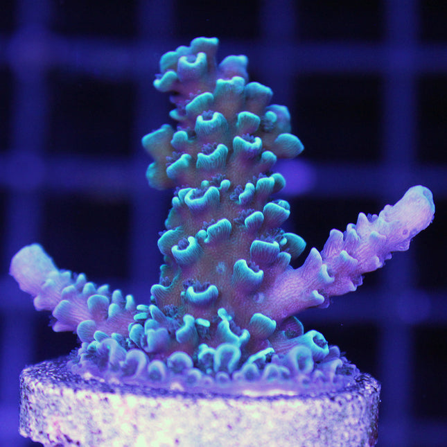 Acropora - Blue Matrix