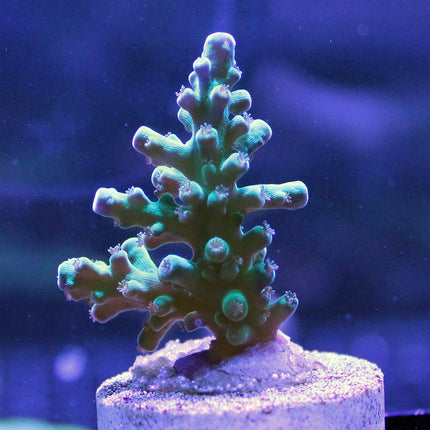 Acropora - Blue Turaki