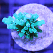 Acropora - Blue Turaki