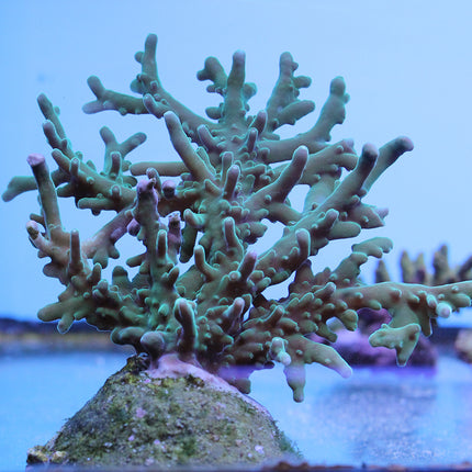 Acropora - Blue Turaki