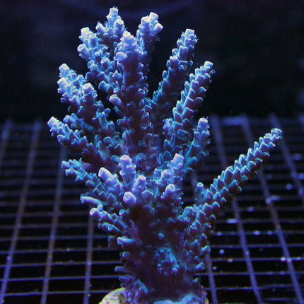 Acropora - Blueberry Wine