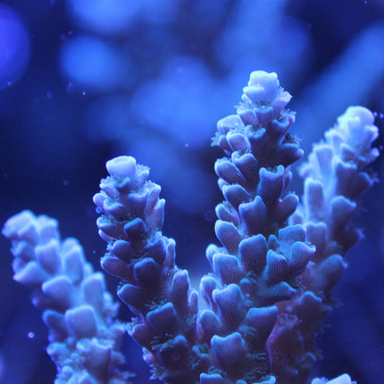 Acropora - Blueberry Wine