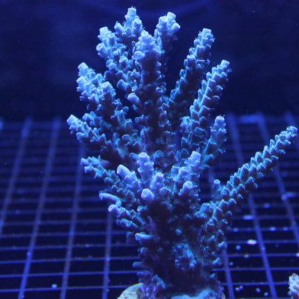 Acropora - Blueberry Wine