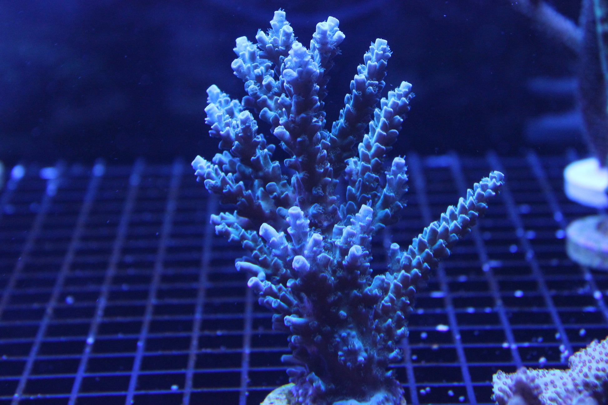 Acropora - Blueberry Wine