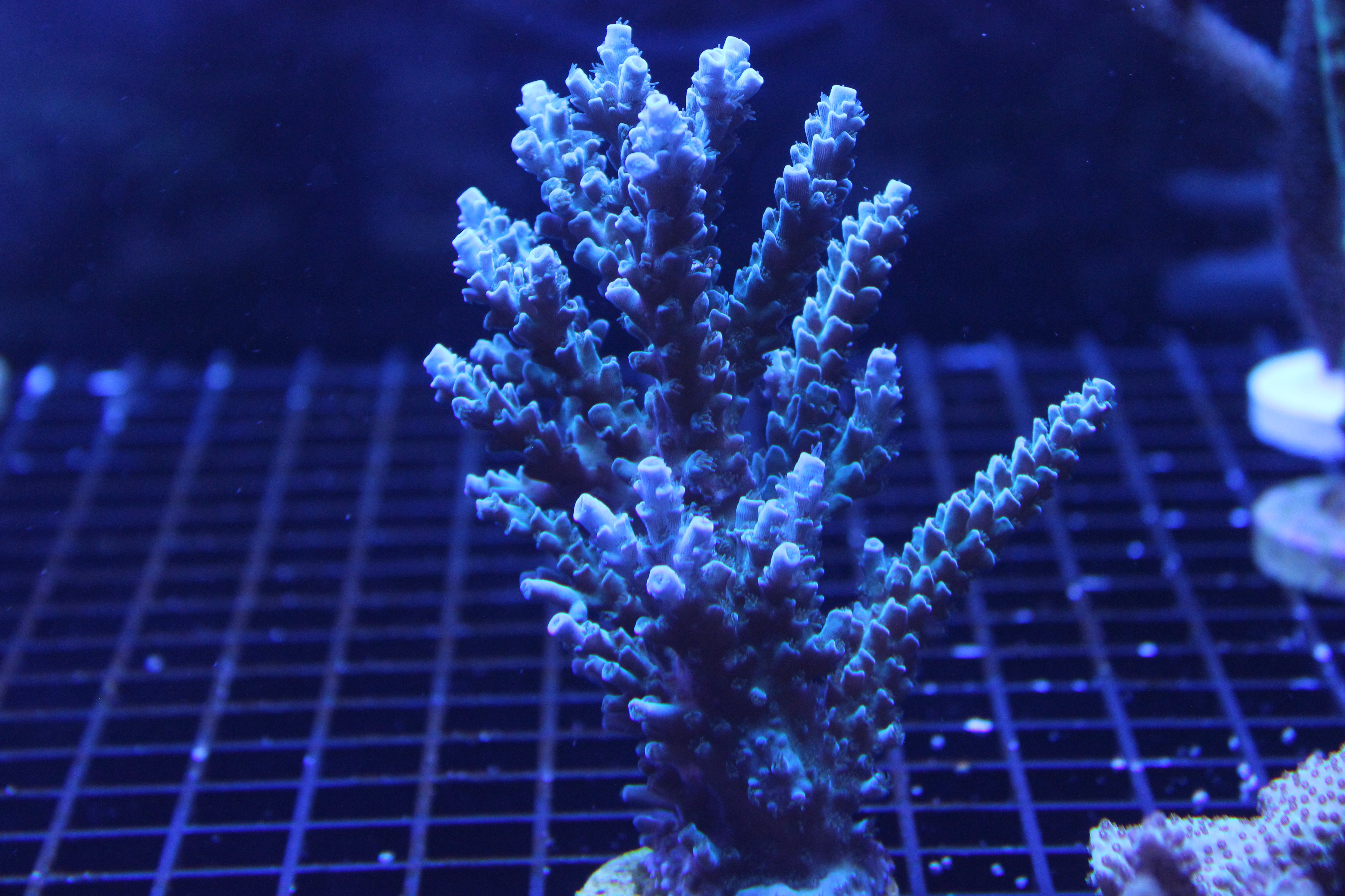 Acropora - Blueberry Wine
