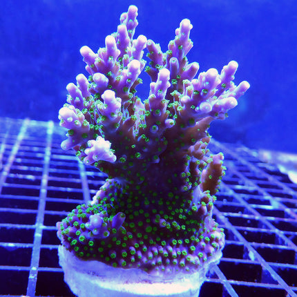 Acropora - Bonsai