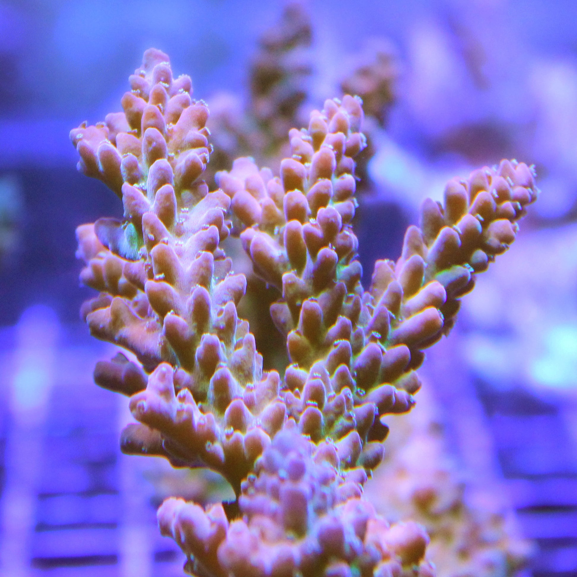 Acropora - Campfire