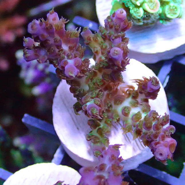 Acropora - Crayola Plana