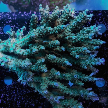 Acropora - Crayola Plana