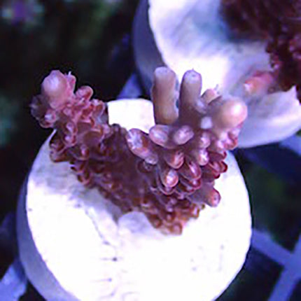 Acropora - Diablo - Red