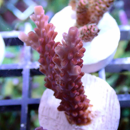 Acropora - Diablo - Red