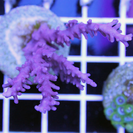 Acropora - Dragon - Purple