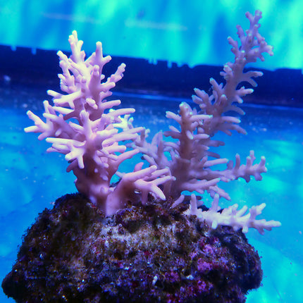 Acropora - Dragon - Purple