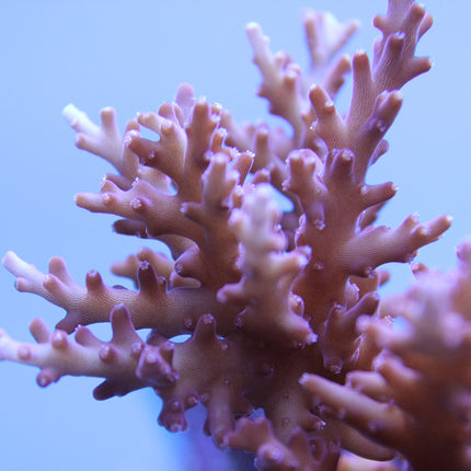 Acropora - Dragon - Red