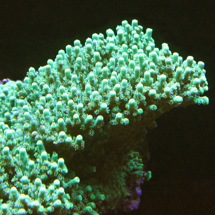 Acropora - Drops of Sunshine