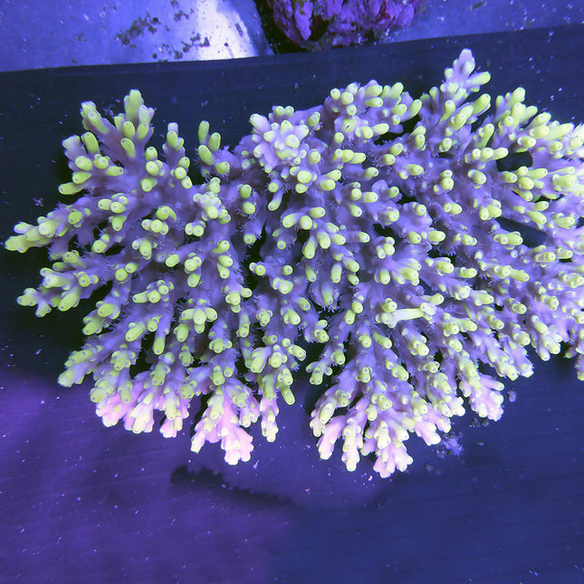 Acropora - Drops of Sunshine