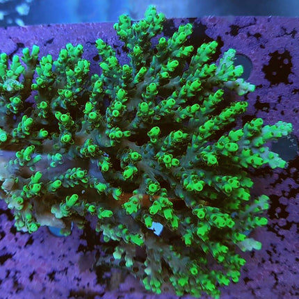 Acropora - Drops of Sunshine