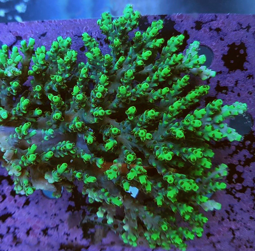 Acropora - Drops of Sunshine