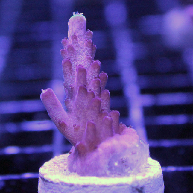 Acropora - Fox Flame JF