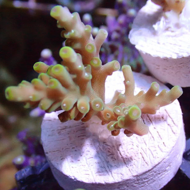 Acropora - Gila Monster