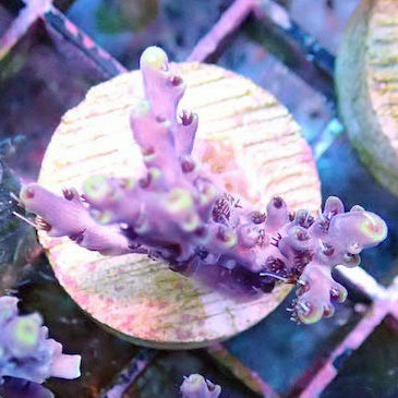 Acropora - Grape Soda