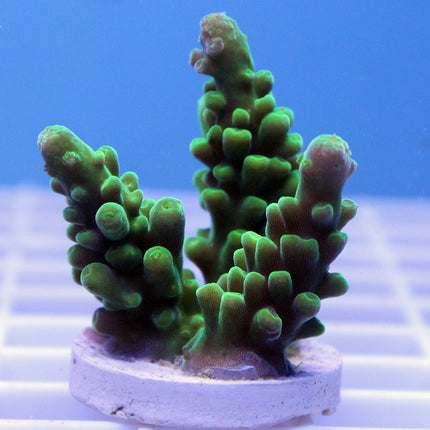 Acropora - Green Hulk