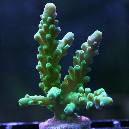 Acropora - Green Hulk