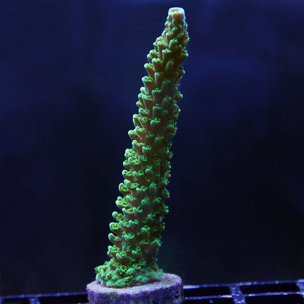 Acropora - Green Slimer