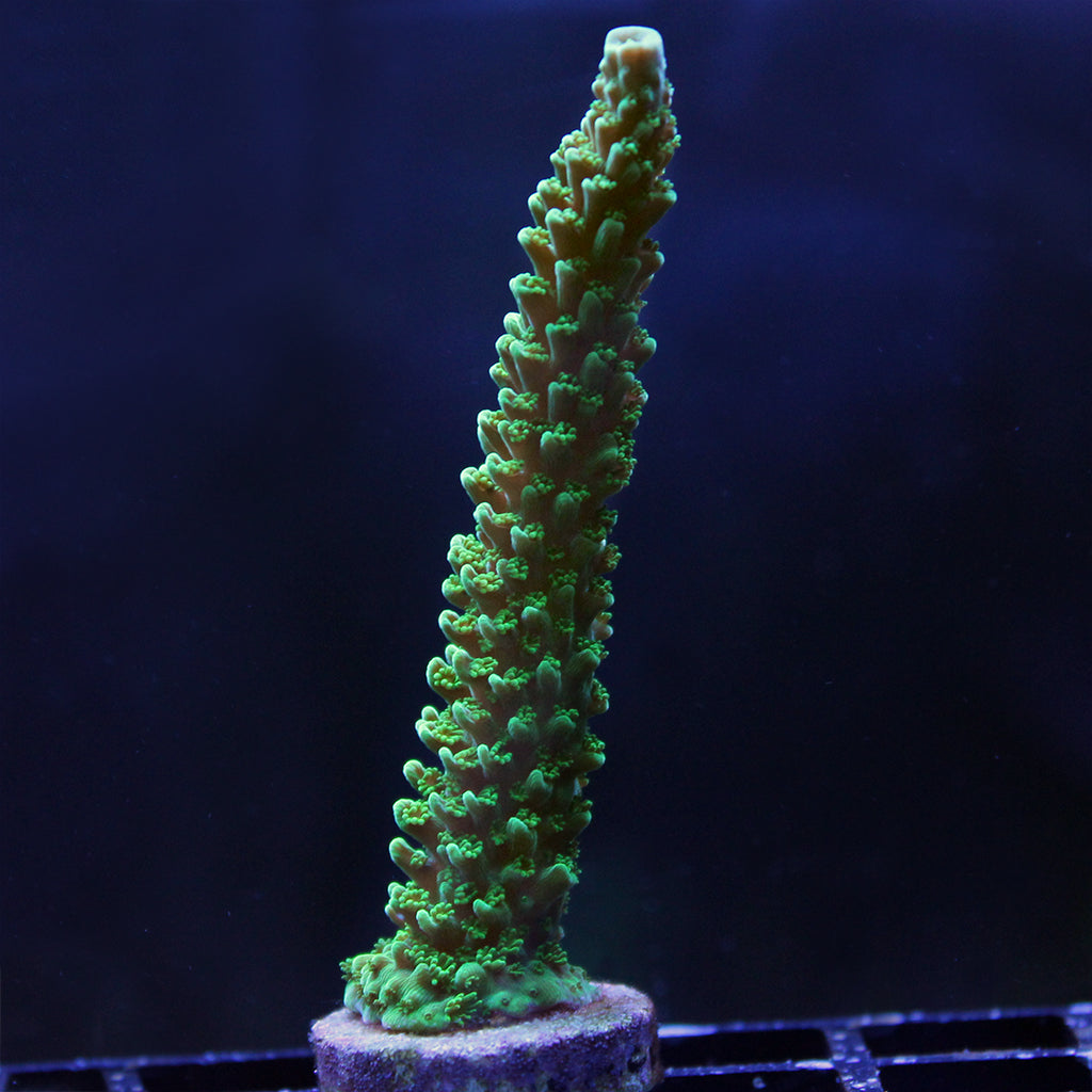 Acropora - Green Slimer
