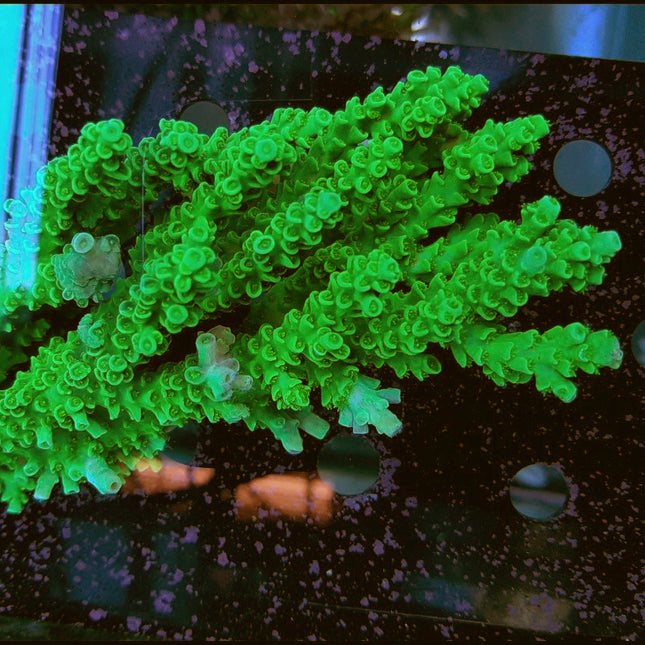 Acropora - Green Slimer