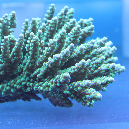 Acropora - Green Slimer