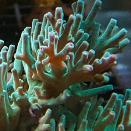 Acropora - Hawkins Echinata