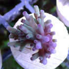 Acropora - Hawkins Echinata