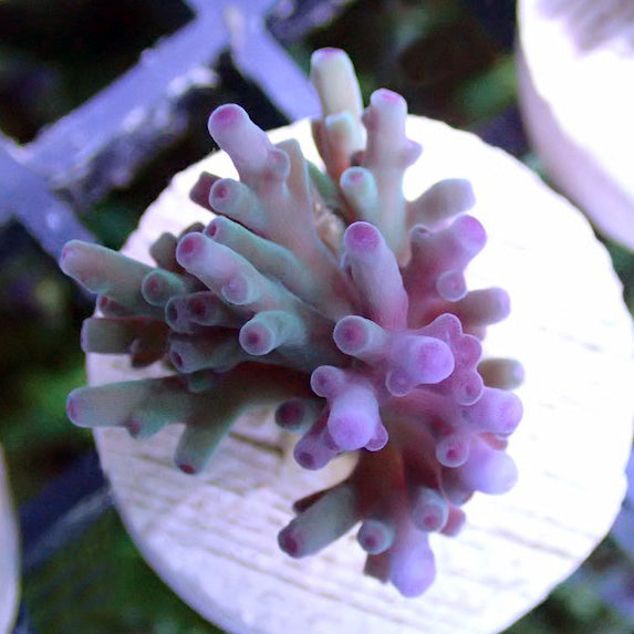 Acropora - Hawkins Echinata