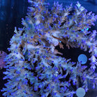 Acropora - Ice Fire Echinata