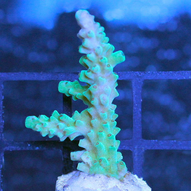 Acropora - Limeade Nasuta DVs