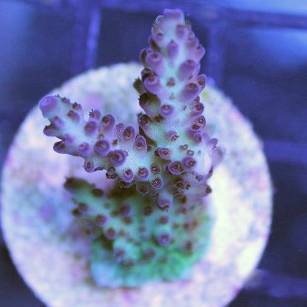 Acropora - Marshall Island Tri Color