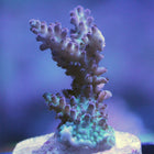 Acropora - Marshall Island Tri Color