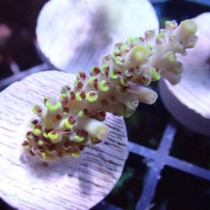 Acropora - Mellow Yellow