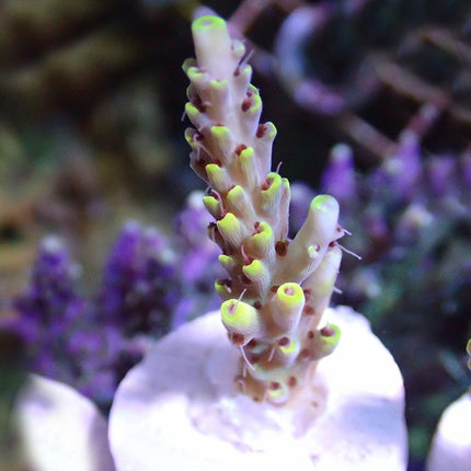 Acropora - Mellow Yellow