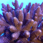 Acropora - Millepora - Assorted B Grade